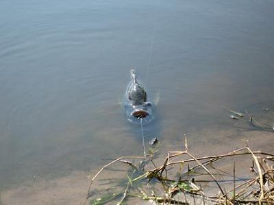 Why would this guy EAT a flyrod crab?