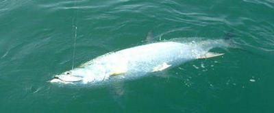 Tired Tarpon At Boat
