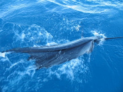 Another sail is released!