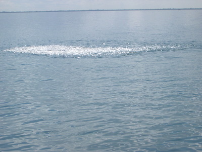 Look for the fish crashing the surface