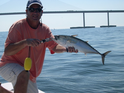 Typical 8 pound Bonita