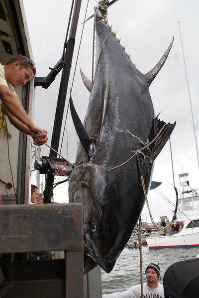 Giant tuna have also been spotted in the waters around Cape Cod Bay.  The commercial tuna season opens Wed. June 1st.