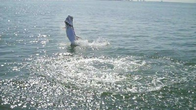 tarpon