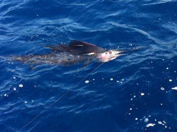 Sailfish