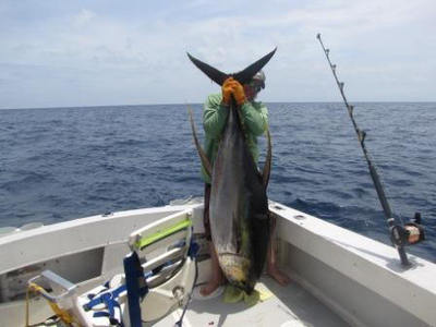 yellowfin tuna
