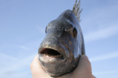 Sheepshead have some teeth