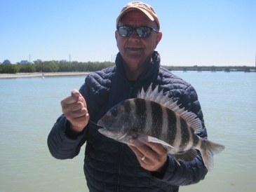 17-inch sheepshead, on shrimp