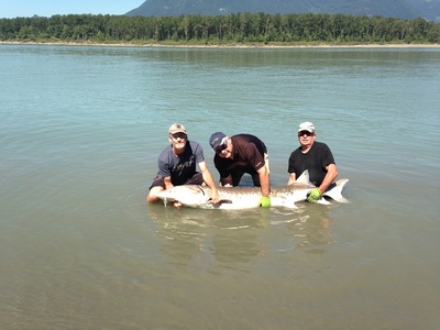 another giant Fraser Sturgeon landed