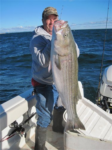 Large bass like this 40 pounder moved through the Cape Cod Canal last week.  There is a good chance that many of the fish now reside in Cape Cod Bay.