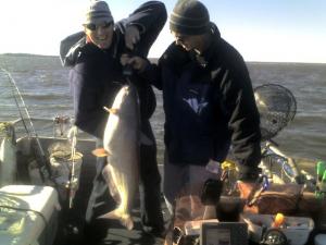 37 Lb. Blue Catfish Caught Drift Fishing
