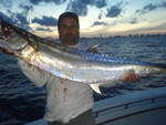 36# Smoker Kingfish