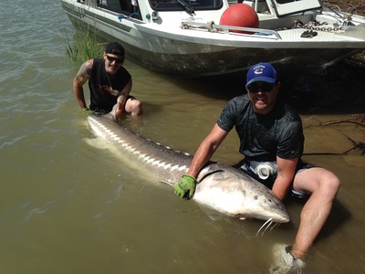 8.5 foot White Sturgeon from Fraser river BC