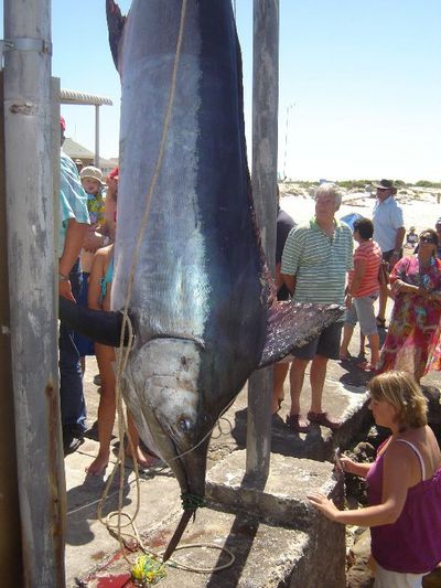 150 kg Black Marlin