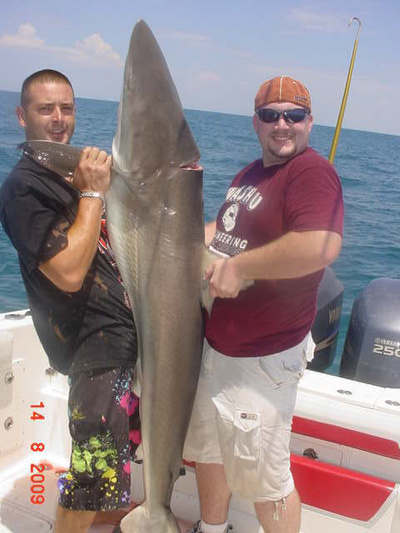 Blacktip Shark Photo Bleadout