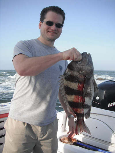 sheephead do get big