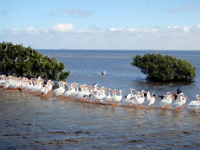 White pelicans have returned for the winter