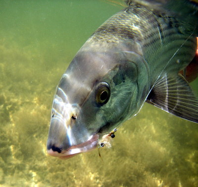 This bonefish ate a 32 cracked crab fly