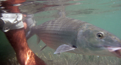 Rob releases a nice bonefish
