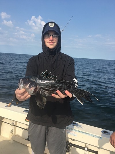 A nice sea bass caught off a local wreck.