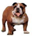 BullDog!