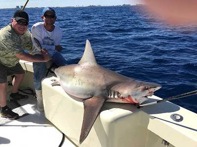Big bull shark