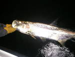 Tarpon Release