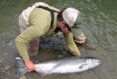 Chad Black about to realease a beautiful Skeena River Chinook Salmon