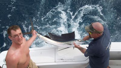 Small Sail who fell for a ballyhoo