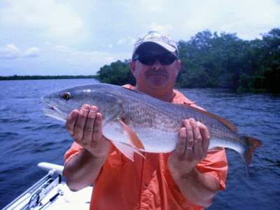 An early morning tarpon caught on the beach of the beach at Sanibel