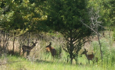 Deer on Wolf Island