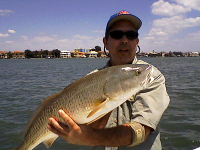 redfish