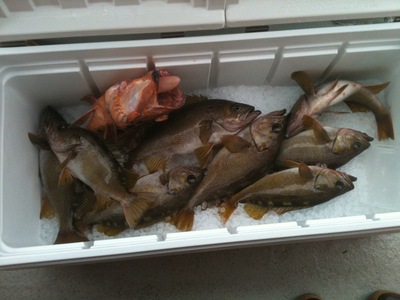 Yellowtail & bocaccio rockfish retained
