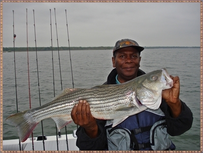 Another spawned out female looking for food.