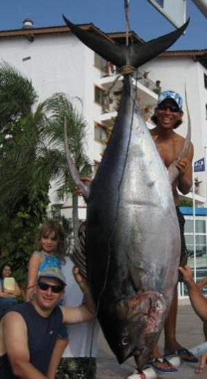 375 lb yellow fin tuna