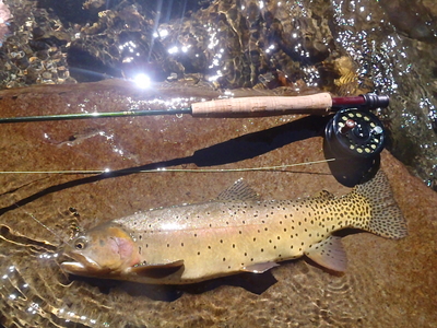 Cutthroat Trout