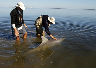 the dolphin whisperers