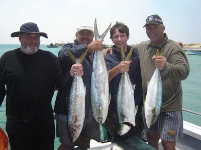 Dorad and Yellowtail