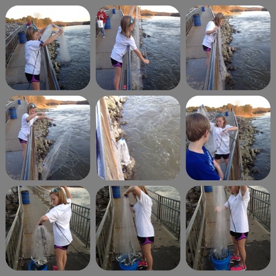 Kids catching bait for striped bass trips on Smith Lake