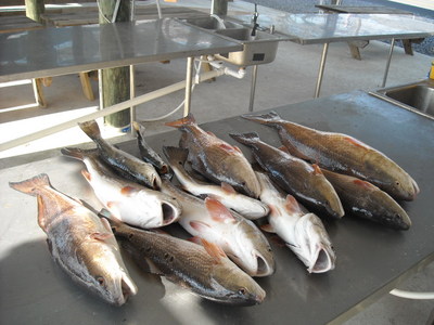 Nice Limit of redfish