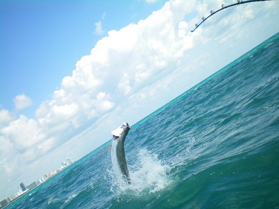 tarpon jumping