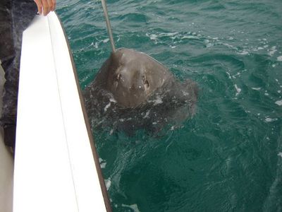 80kg of power brought to the gaff and released