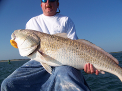 redfish