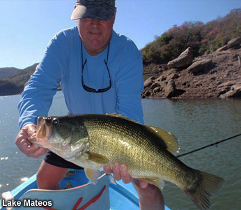 Lake Mateos Bass