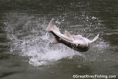 Sturgeon Fishing on the Fraser River