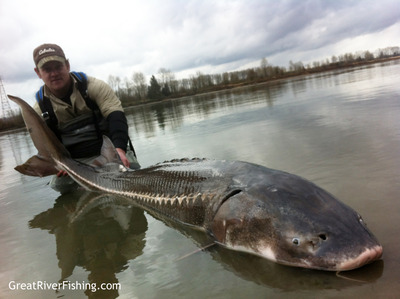 Sturgeon Fishing on the Fraser River