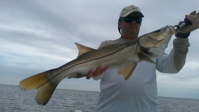 nice snook in tampa bay