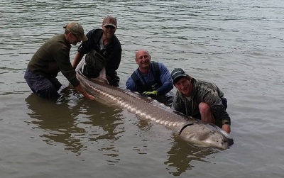9 foot plus giant BC Sturgeon