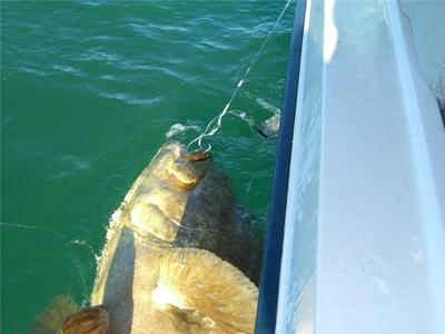450 lb Goliath Grouper