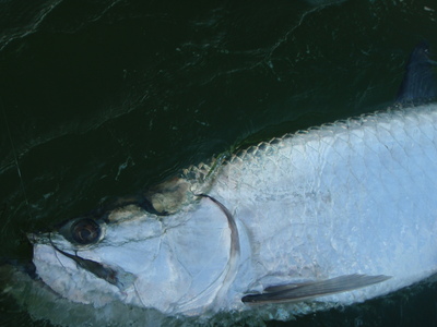 tarpon