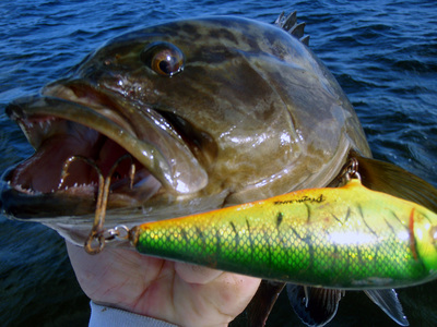 Inshore grouper love bright colored lures